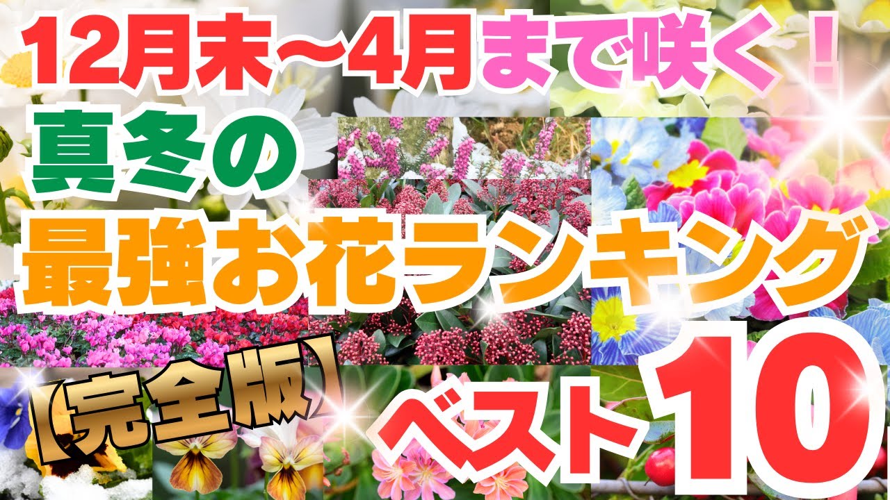 【完全版】12月末〜4月まで咲く！最強お花ランキング10
