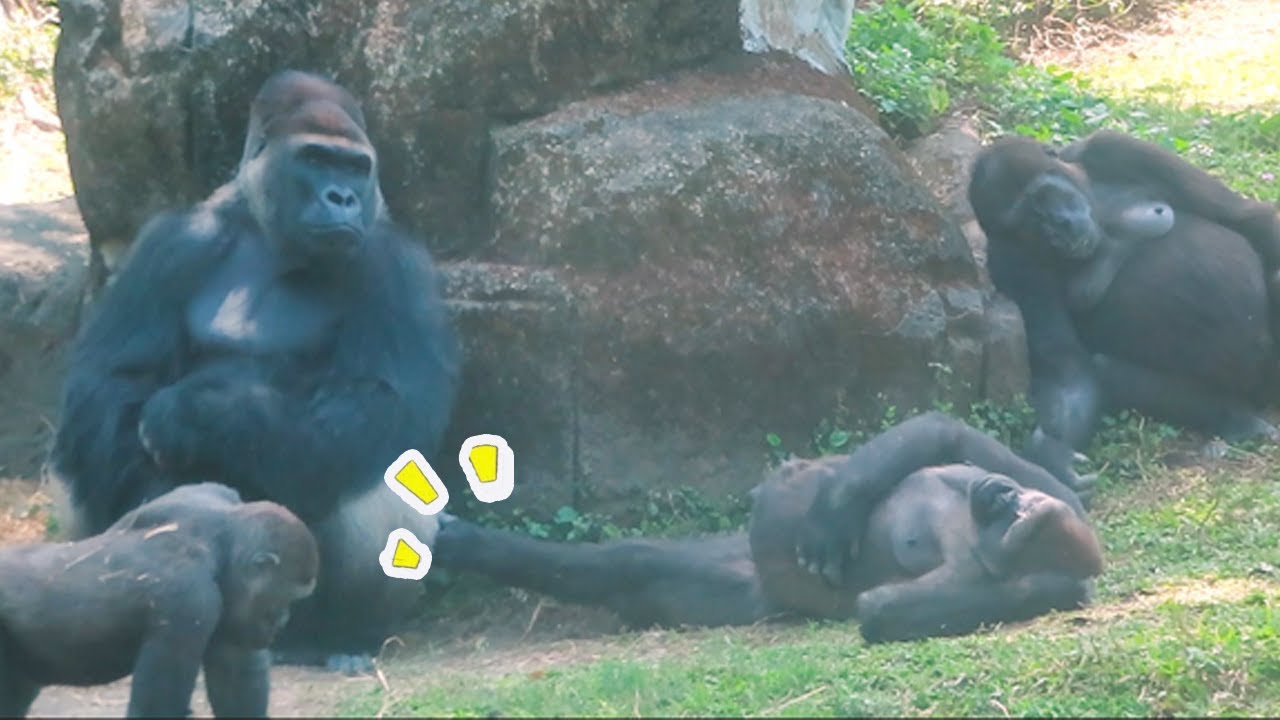 金剛猩猩迪亞哥家族Gorilla D'jeeco Troop-March 21, 2025#金剛猩猩 #gorilla