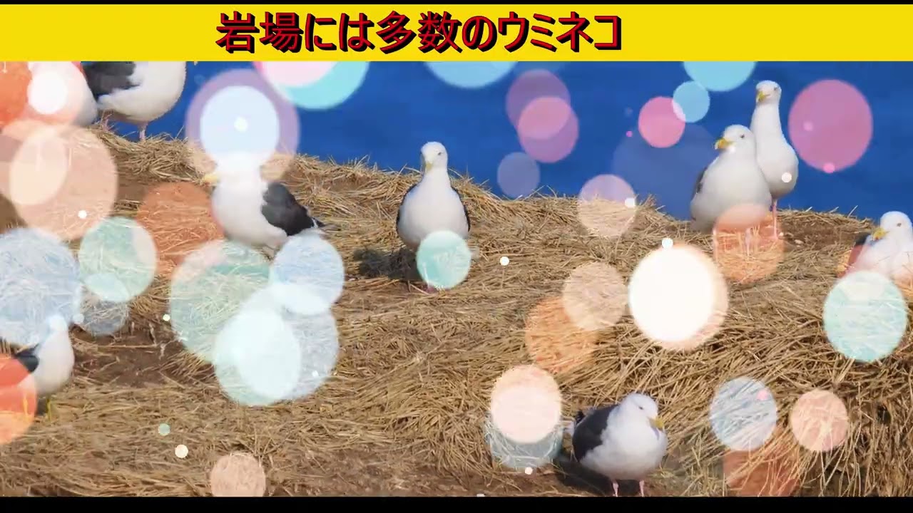 霧多布岬のウミネコとラッコ