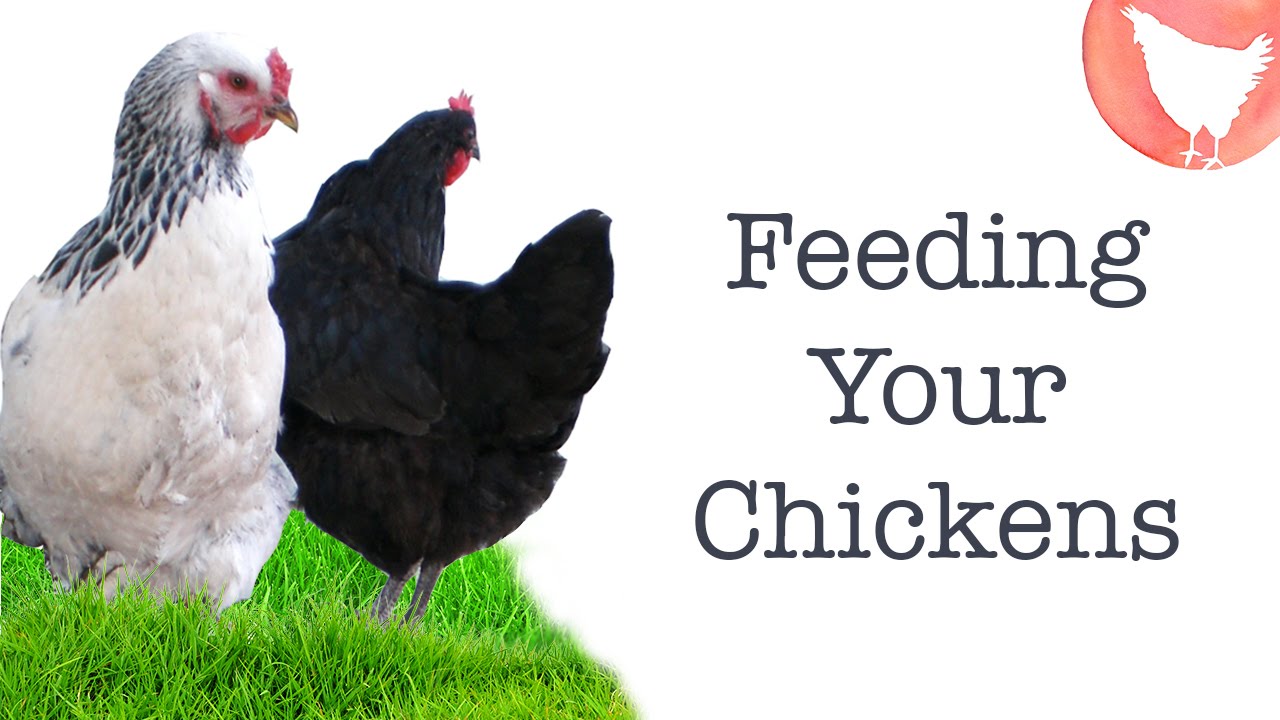 Backyard Chicken Keeping - Ep. 6: What to Feed Your Chickens