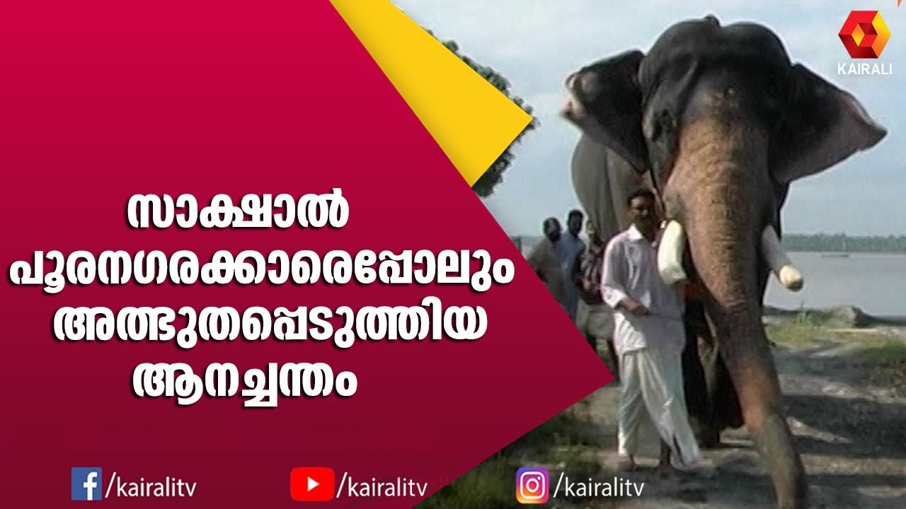 പുല്ലുകുളങ്ങരയുടെ സ്വന്തം ഗണേശ പൈതൽ || Pullukulangara Ganeshan | E4Elephant