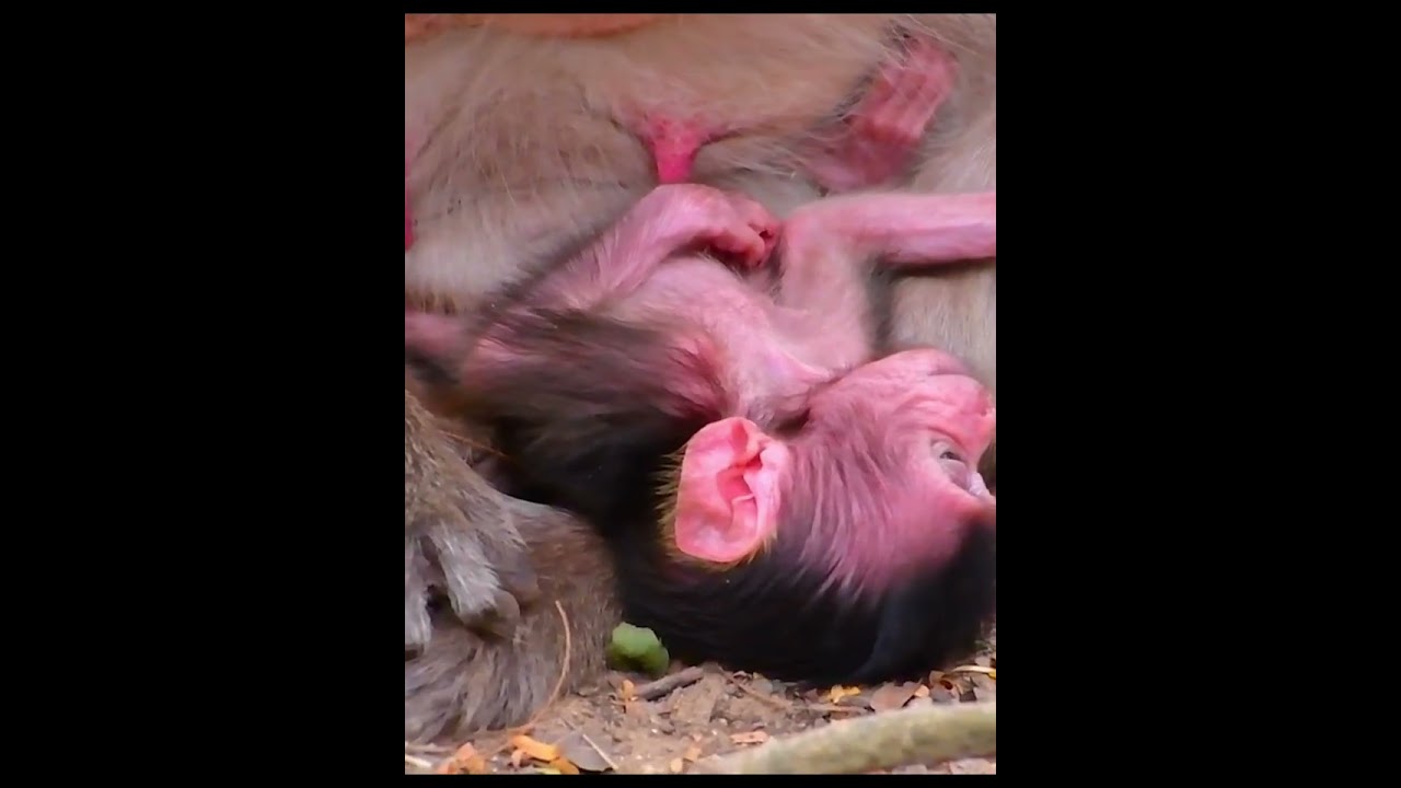 Natural life Of Baby Monkey With Old Mom #babymonkeys #animallife