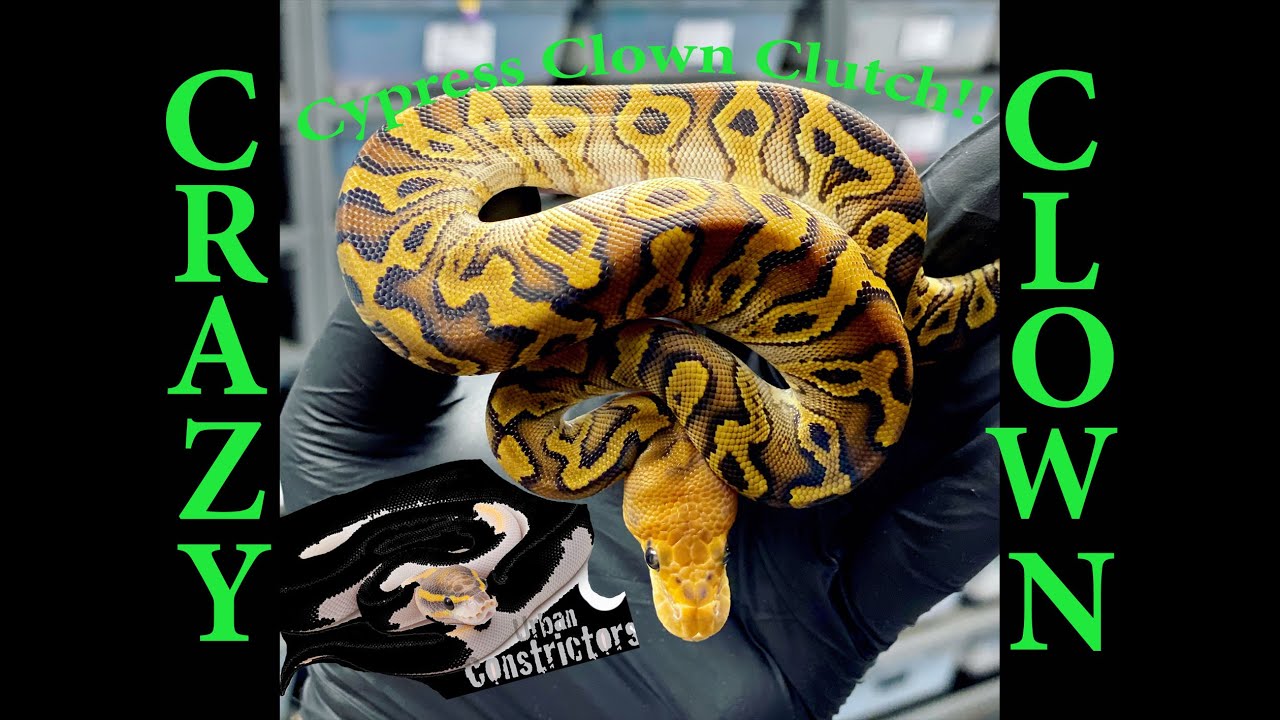 Cypress Clown Clutch & HighWay Pied! Snake Egg Cutting!!