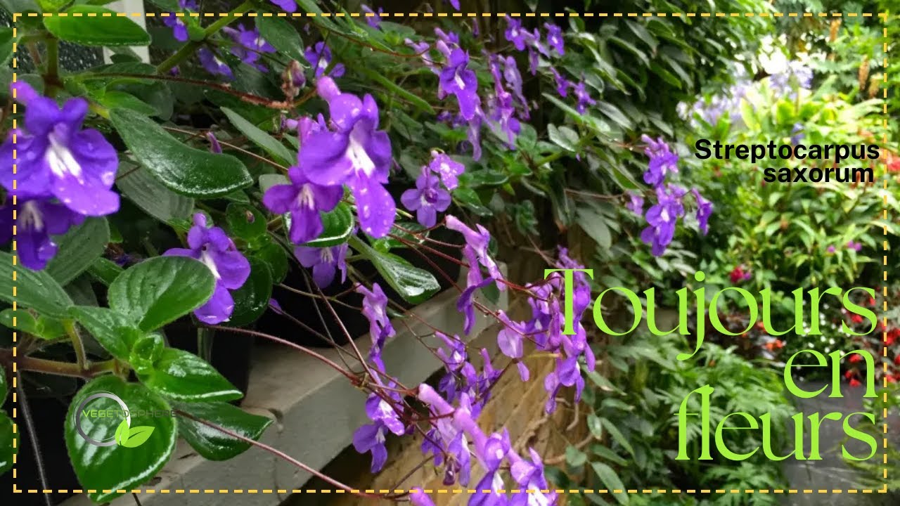 Eternellement en fleurs, #Streptocarpus saxorum #plants #Streptocarpus #vegetosphere #plantlover