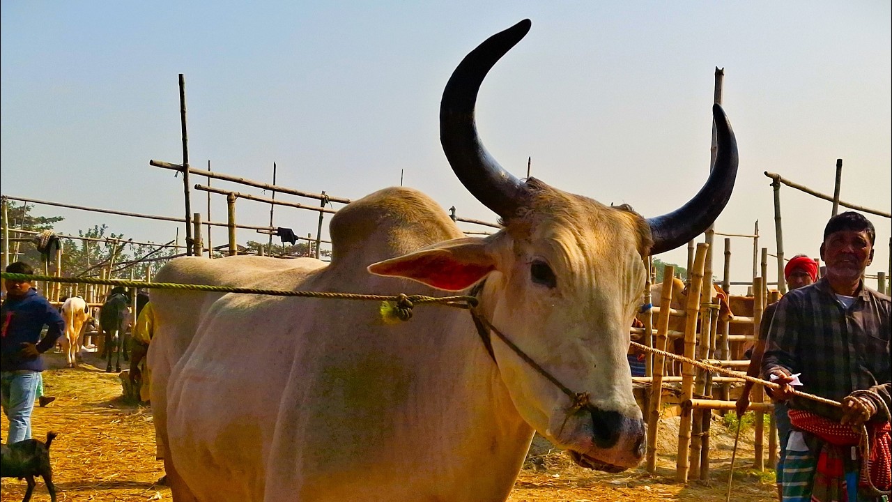 Cow unloading, cow videos, cow video, animal, big cow, goru hamba cow, Ep-297