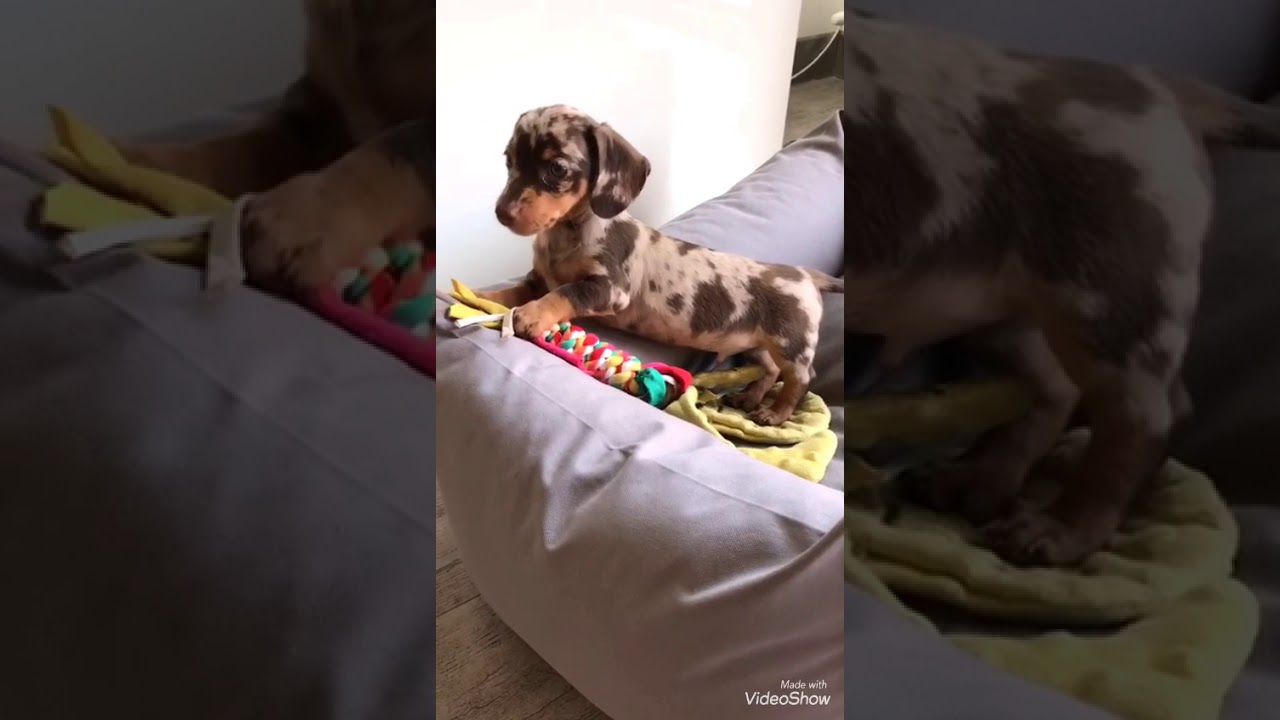 Dapple doxie Bassotto arlecchino cioccolato bassotto