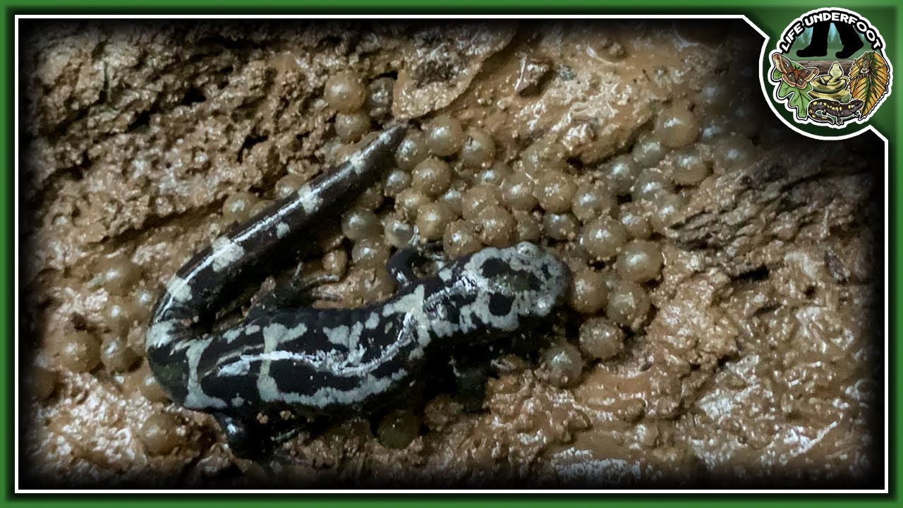 Marbled Salamanders are Protective Mothers!