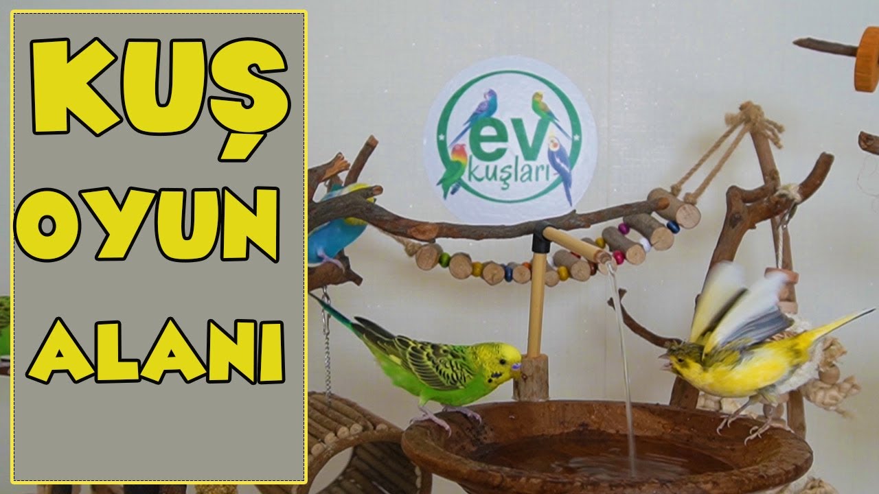 Kuşlar için Doğal ve Büyük Oyun Alanı Yaptık, Muhabbet kuşu Oyun parkı