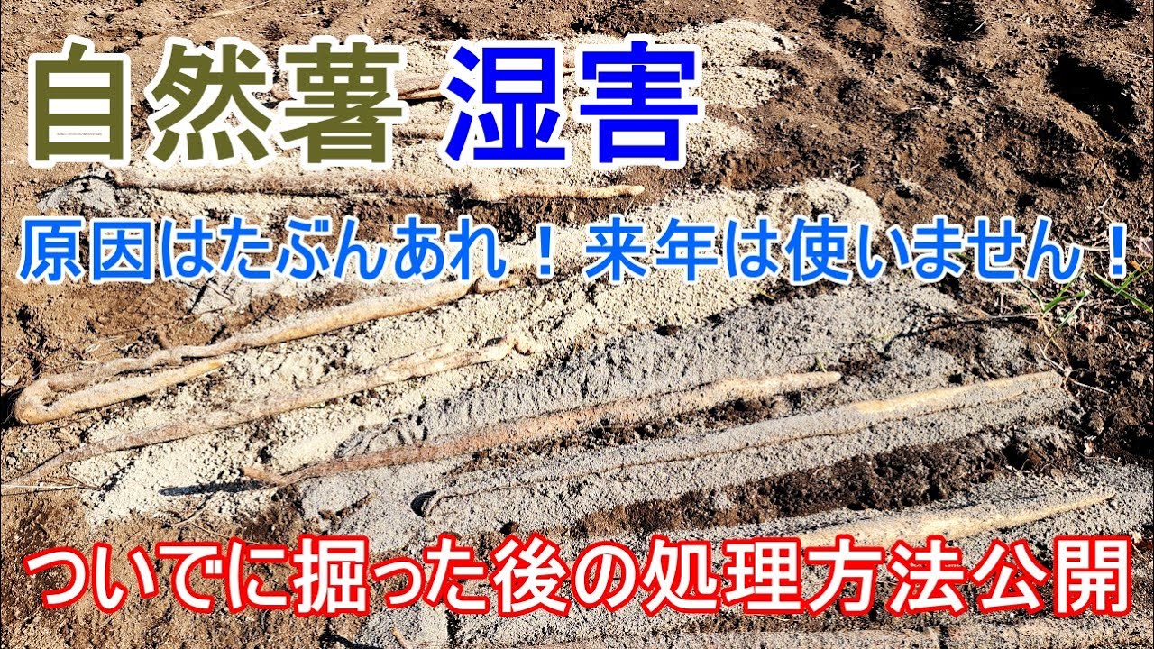 後半戦掘ったらまさかの湿害！【 自然薯 】掘った後の処理は飛ばして焼く！
