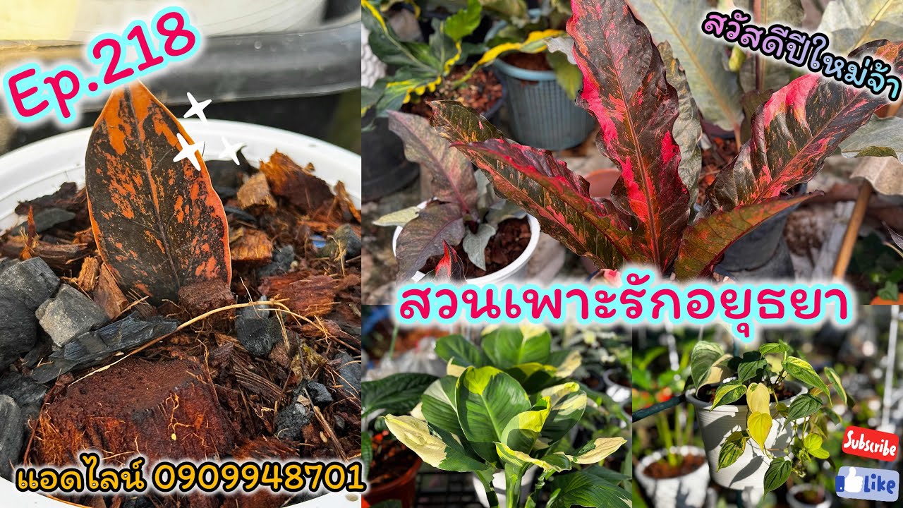 สวนเพาะรักอยุธยา ไม้สวยส่งท้ายปี ep.218 📱0909948701 @gardenbypor1318 #สวนเพาะรักอยุธยา #plants 