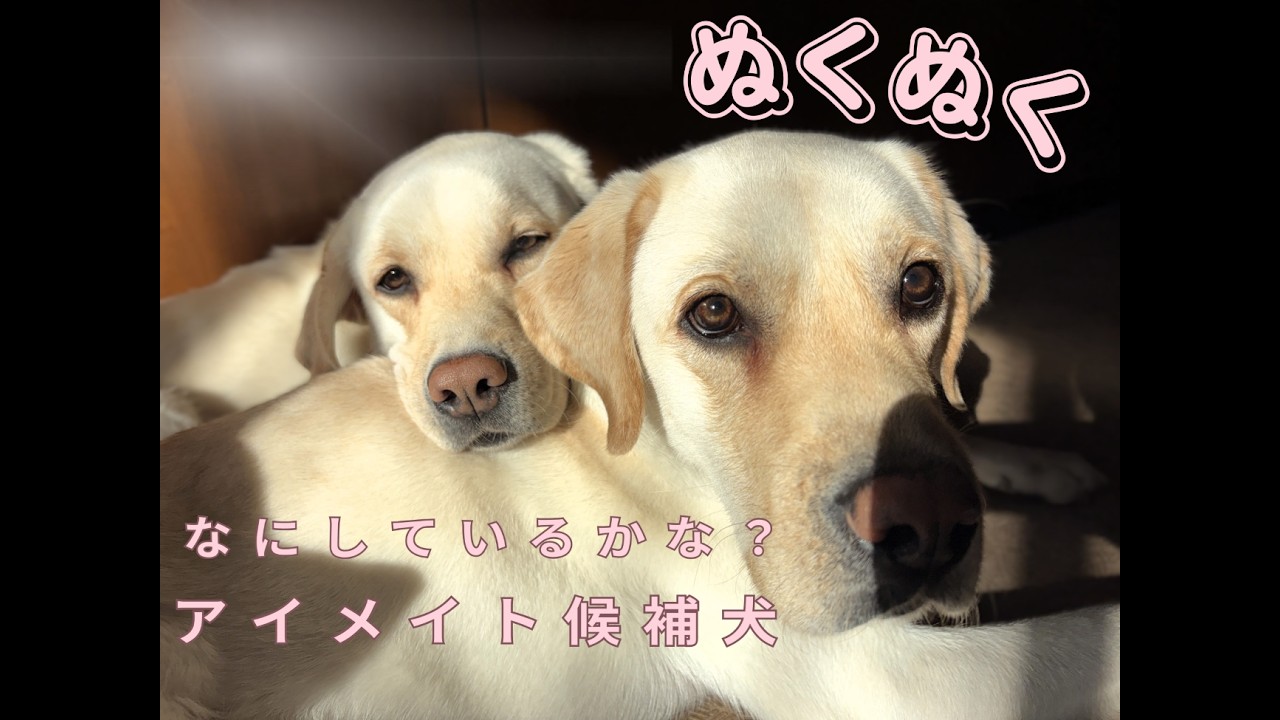 なにしているかな？アイメイト候補犬【公式】公益財団法人アイメイト協会