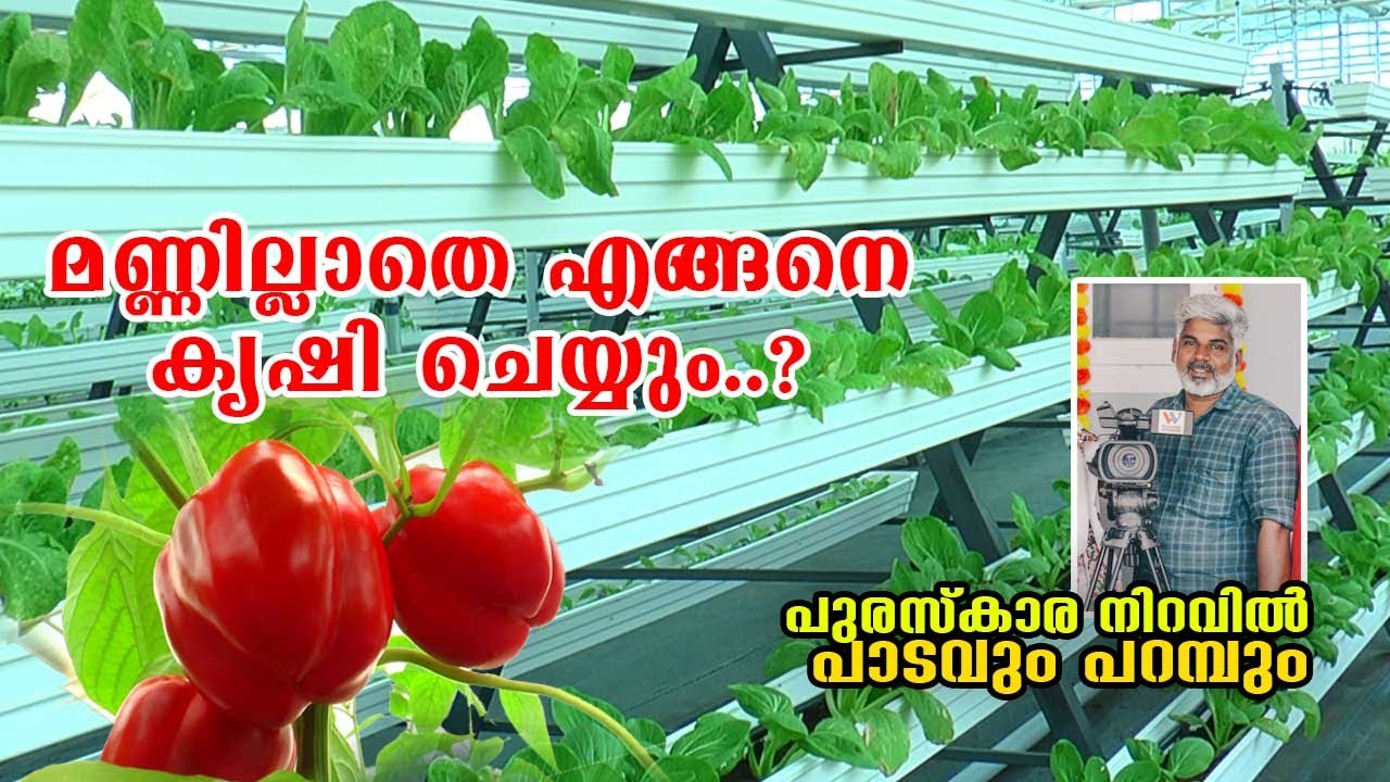 മണ്ണില്ലാതെ എങ്ങനെ കൃഷി ചെയ്യും..?  HYDROPONICS FARMING KERALA പാടവും പറമ്പും