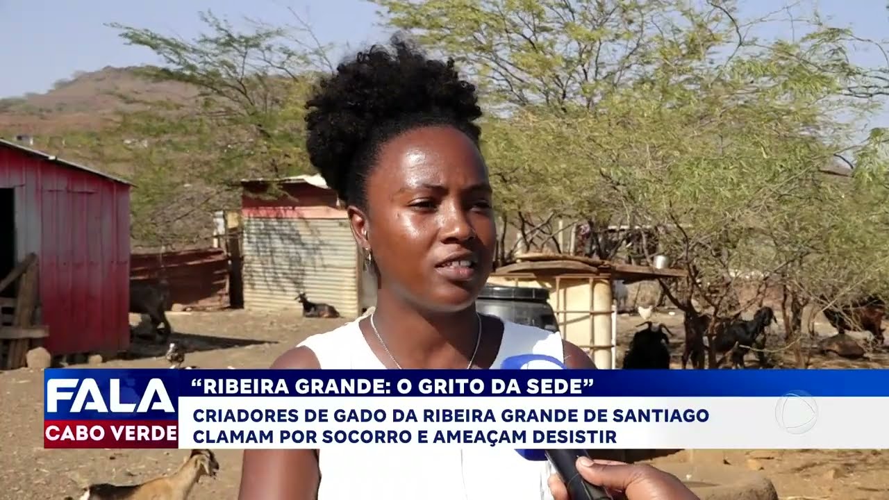 Criadores de gado da Ribeira Grande de Santiago pedem socorro e ameaçam desistir | Fala Cabo Verde