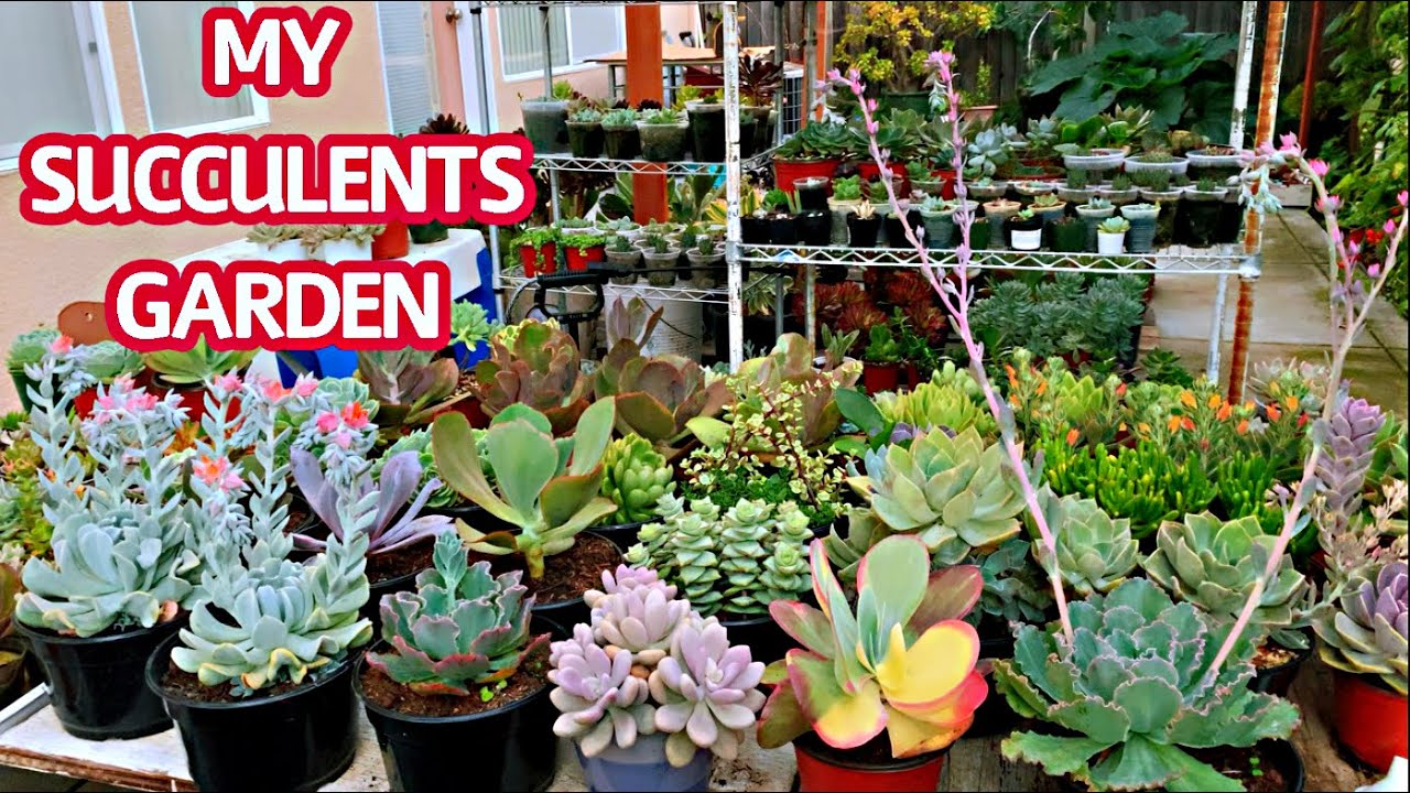 #224 NGẮM NGUYÊN VƯỜN SEN ĐÁ NHÀ MÌNH | MY SUCCULENTS GARDEN TOUR