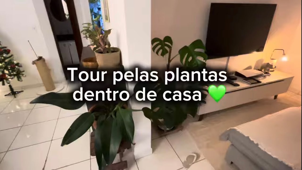 Tour pelas plantas dentro de casa 💚 