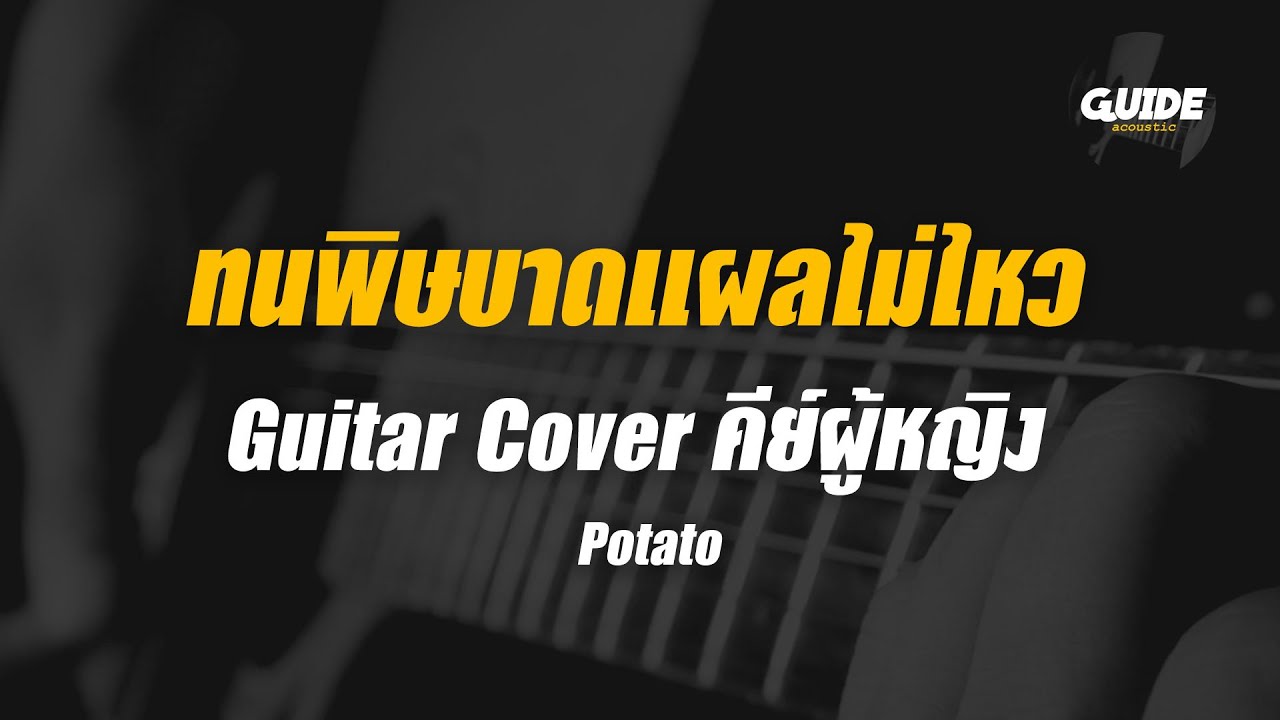 ทนพิษบาดแผลไม่ไหว - potato cover by Guide acoustic กีต้าร์ คีย์ผู้หญิง