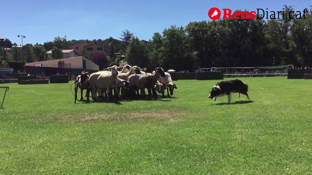 Concurs de gossos d'atura de Prades 2016