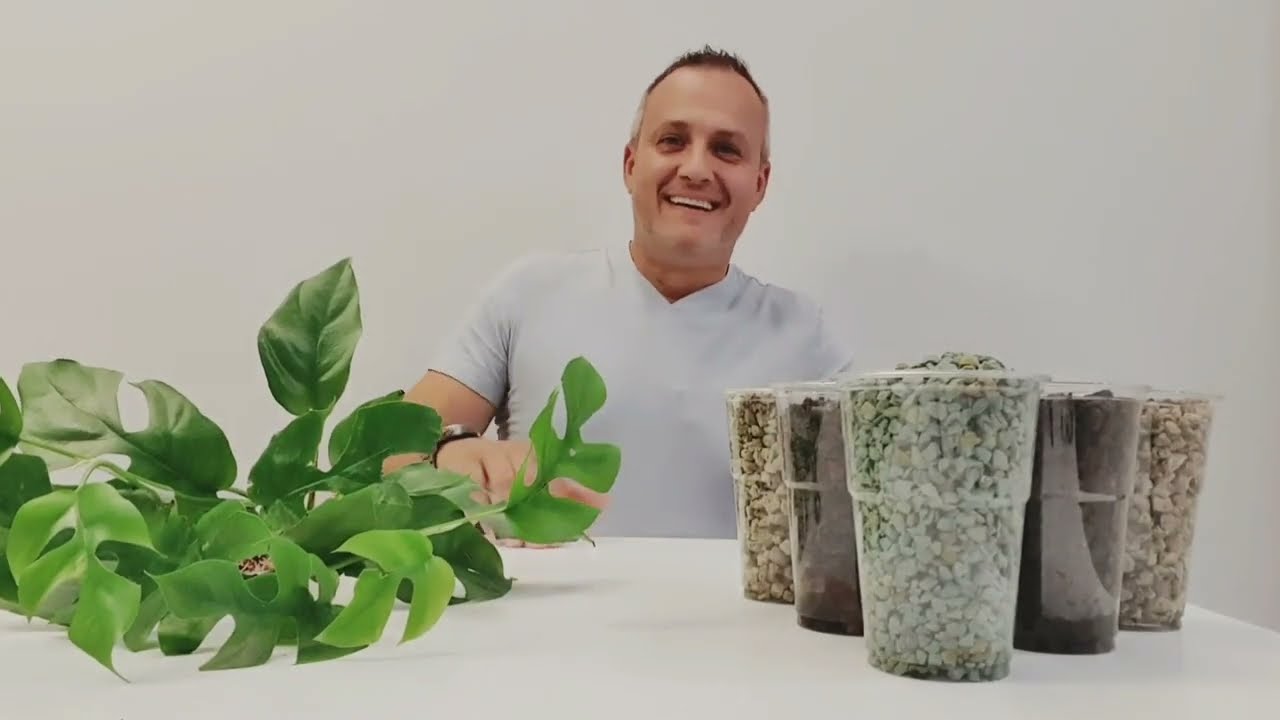 6. Monstera Minima, czyli Rhaphidophora Tetrasperma i nowa hydroponika