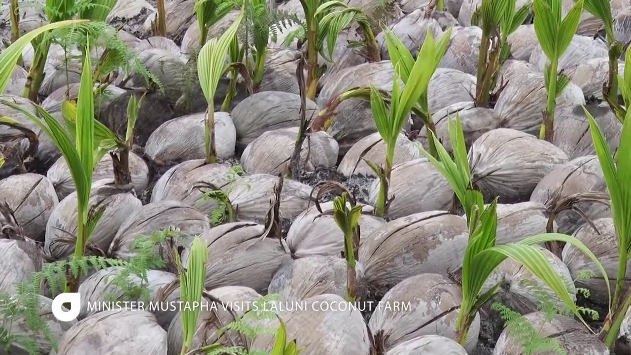 Minister Mustapha Visits Laluni Coconut Farm.