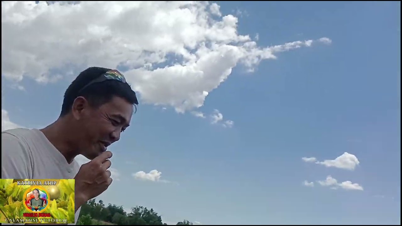Batang calamansi nagbihis punong puno ng bulaklak 