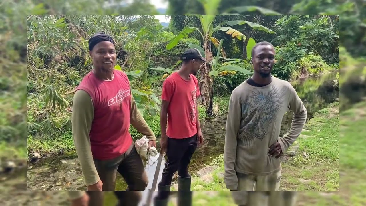 Exploring the yam bush