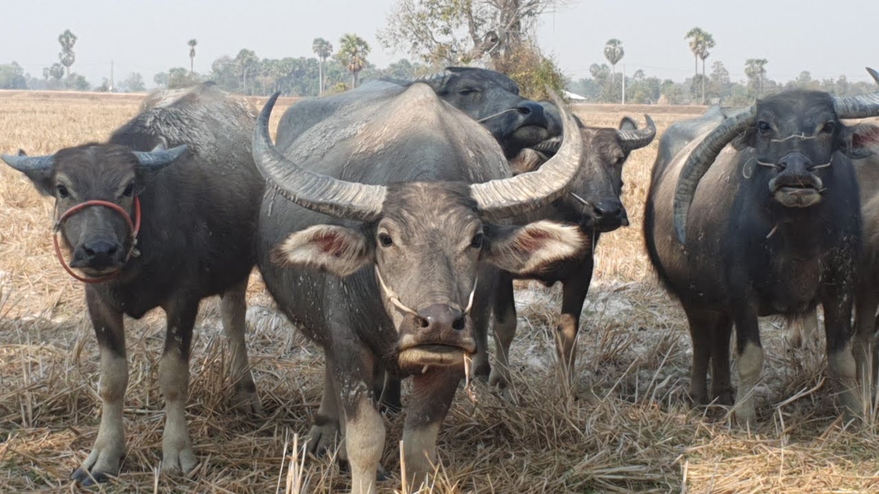 Many large buffaloes.🐃🐃🐃🐃🦬🦬