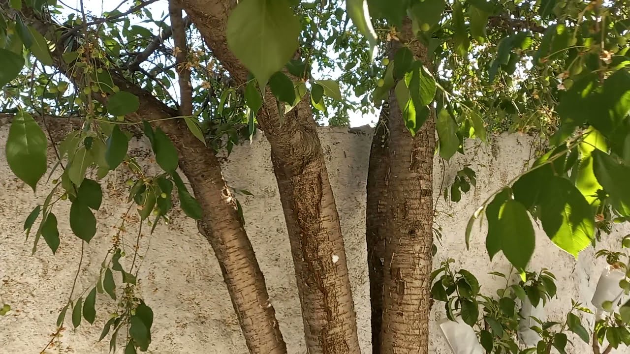 Geç gelen (Don) tüm ağaçları vurdu.