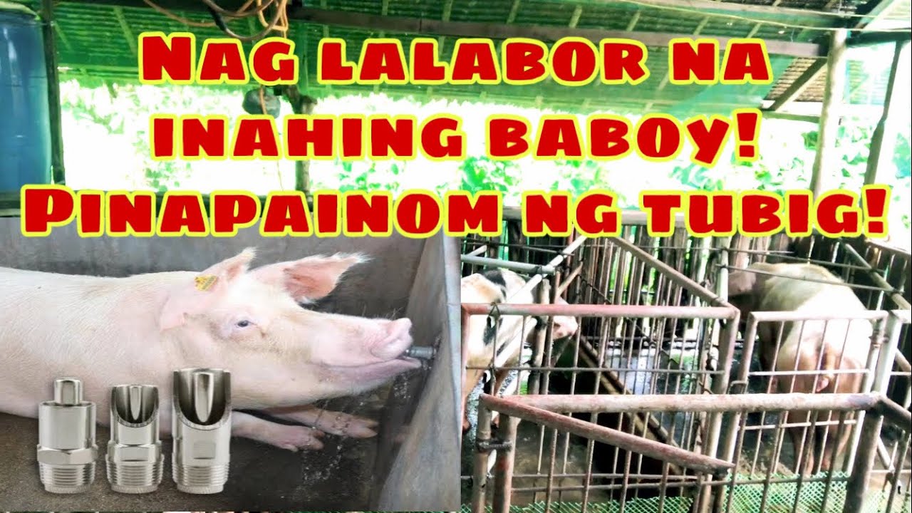 Pwede bang painomin ng tubig ang mga naglalabor na inahing baboy | Ryan Patenio