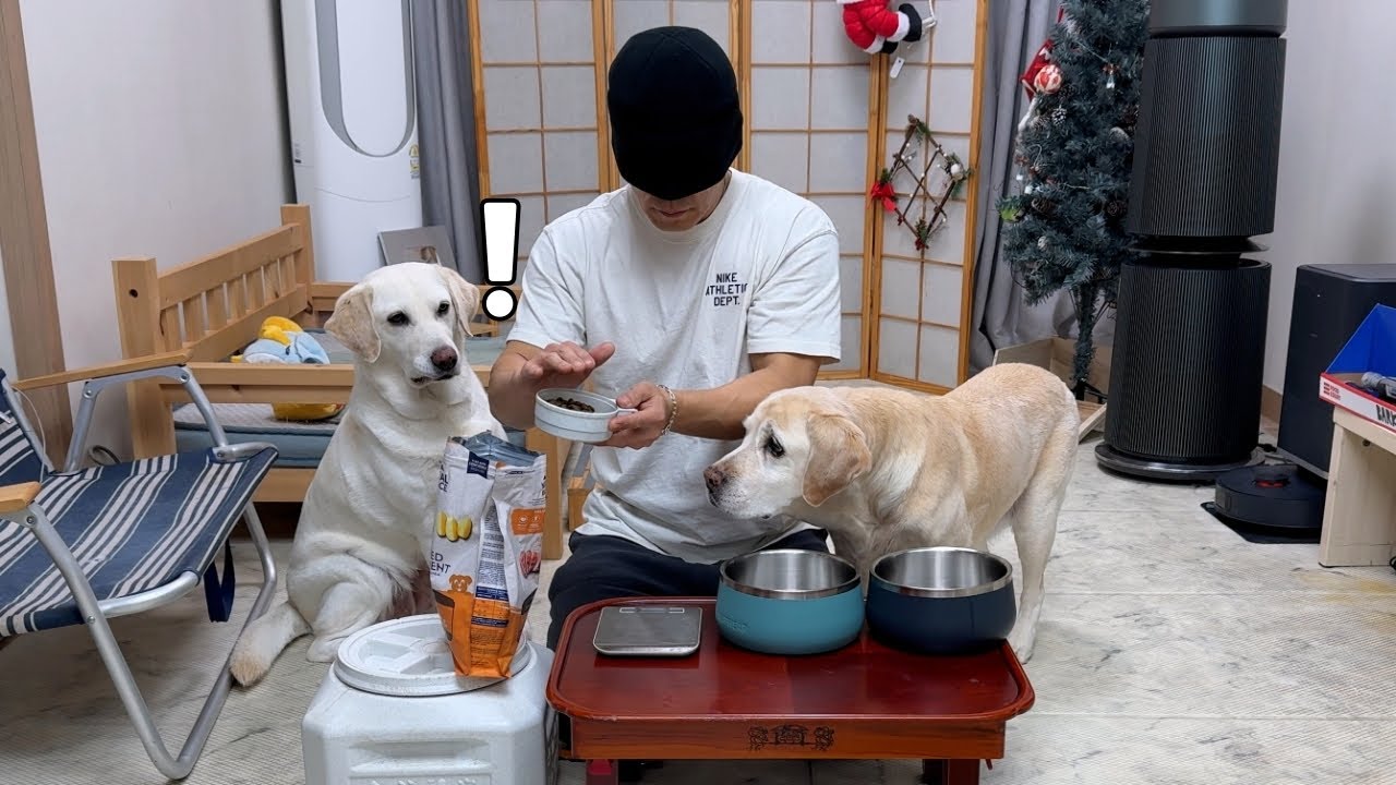 사료 무게 속이려다 바로 들킨 집사ㅋㅋ | 천재 리트리버