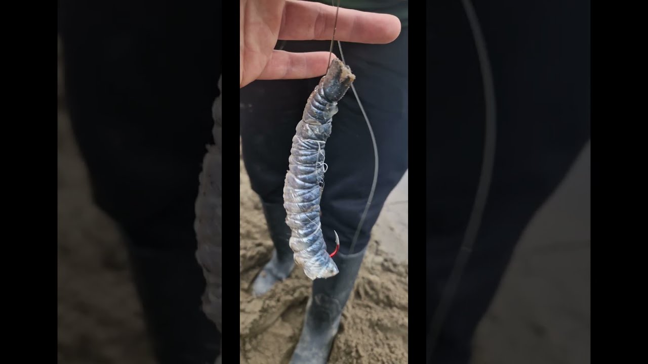 innesco sarda per la pesca al siluro