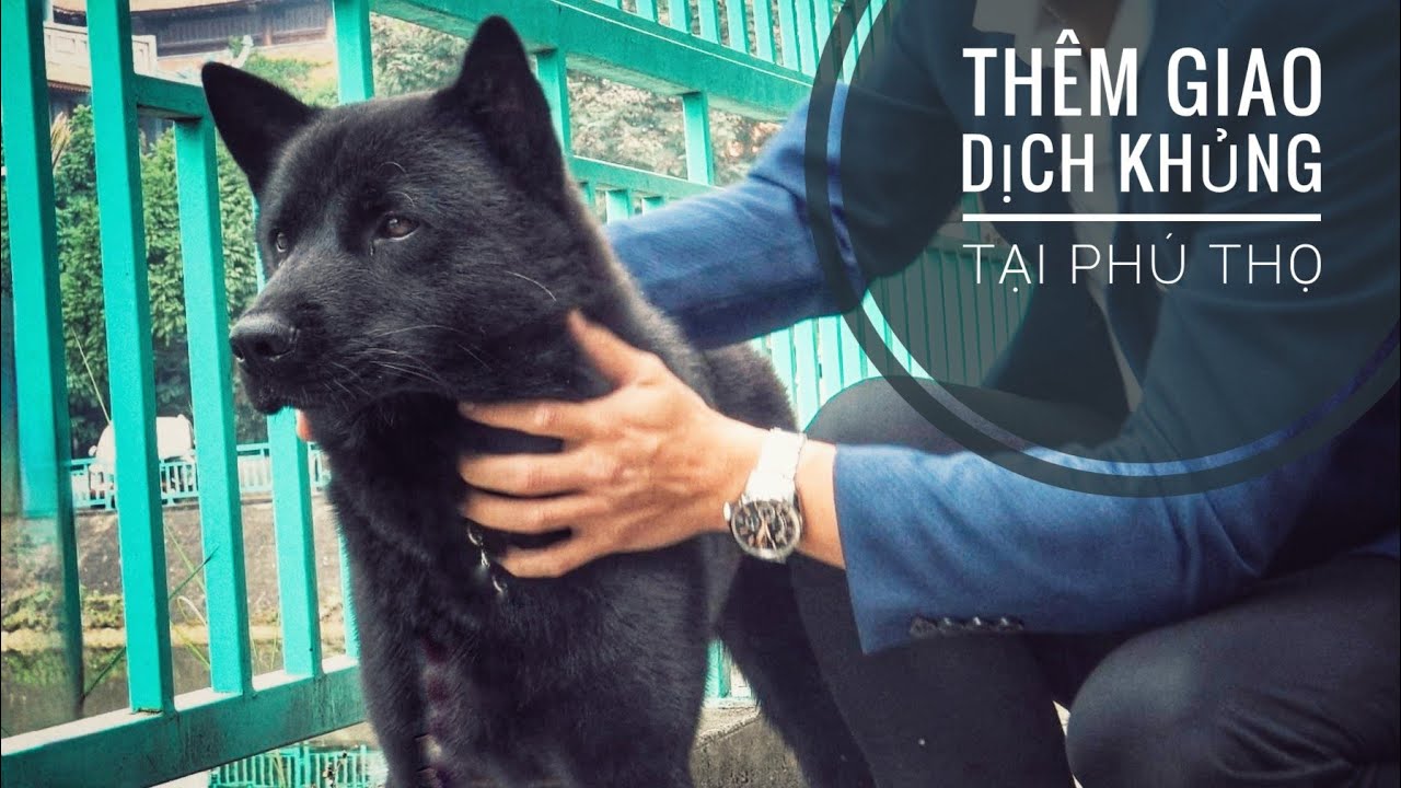 Sói S450 giờ Ra Sao &  Thêm 1 Giao Dịch Khủng tại Đất Tổ Vua Hùng/ NhamTuatTV - Dog in Vietnam