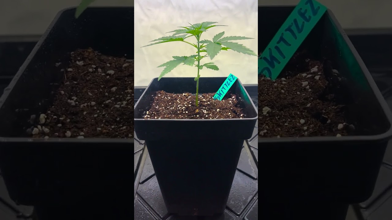 _Zkittlez_ Grow &ndash; From Tiny to Giant [Part 1] 🌱🔥
