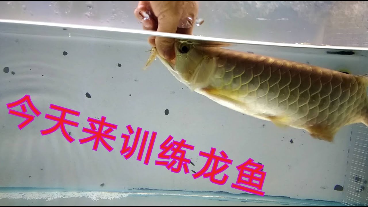今天来训练龙鱼