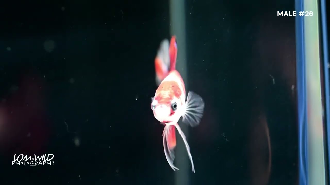 HALFMOON plakat MALE BETTA #26 LOMWILD