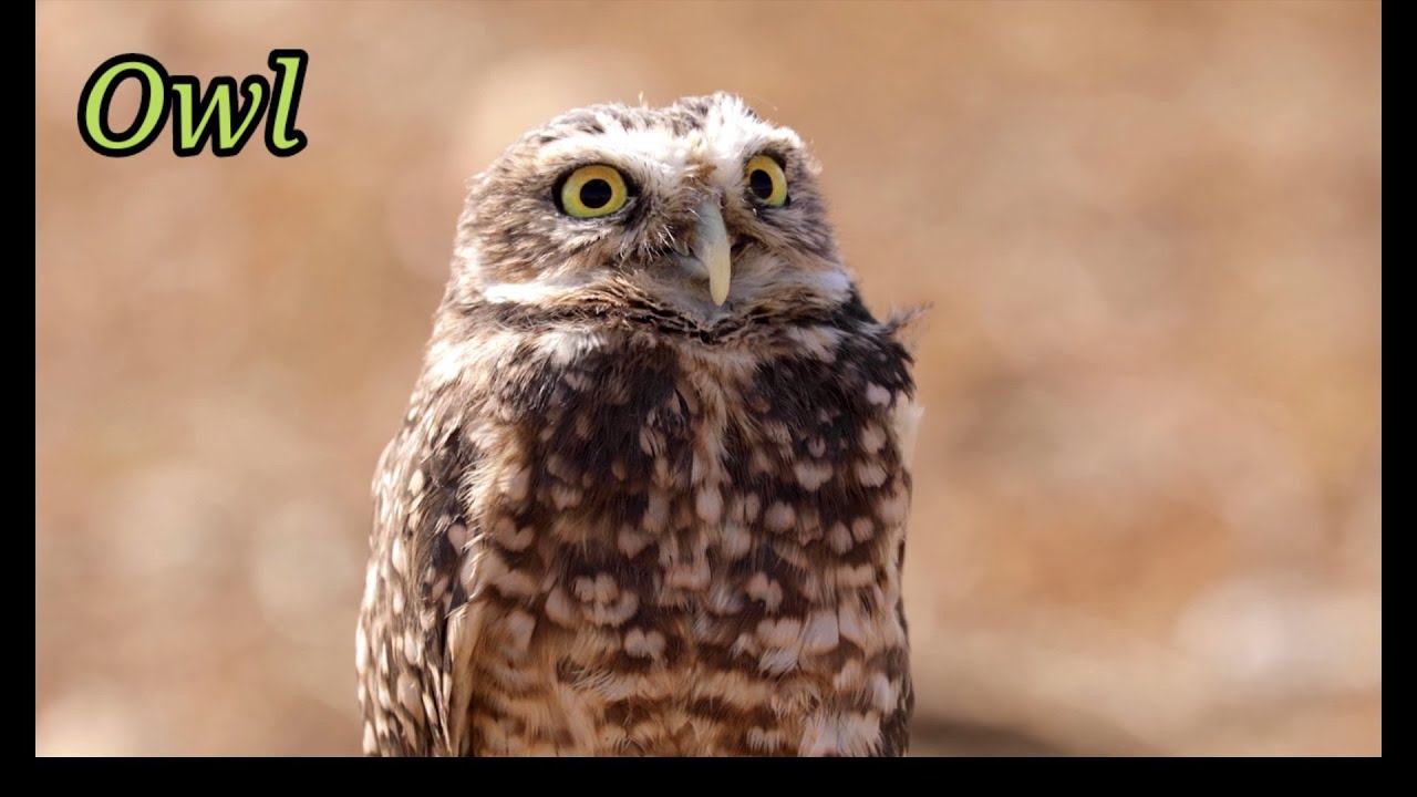 Birds names | names of birds | learn bird species in English | bachcha tv entertainment