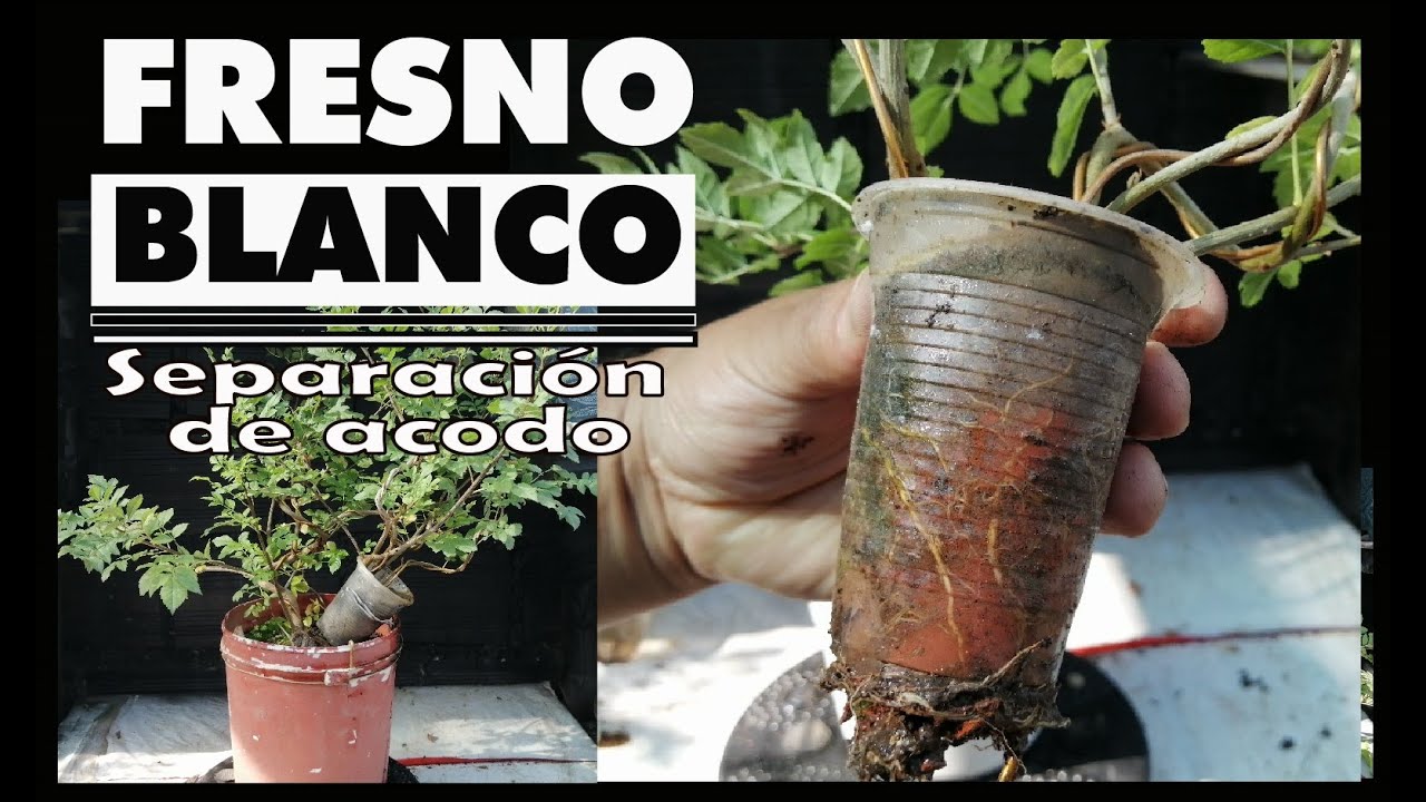 FRESNO Blanco Separación de Acodo