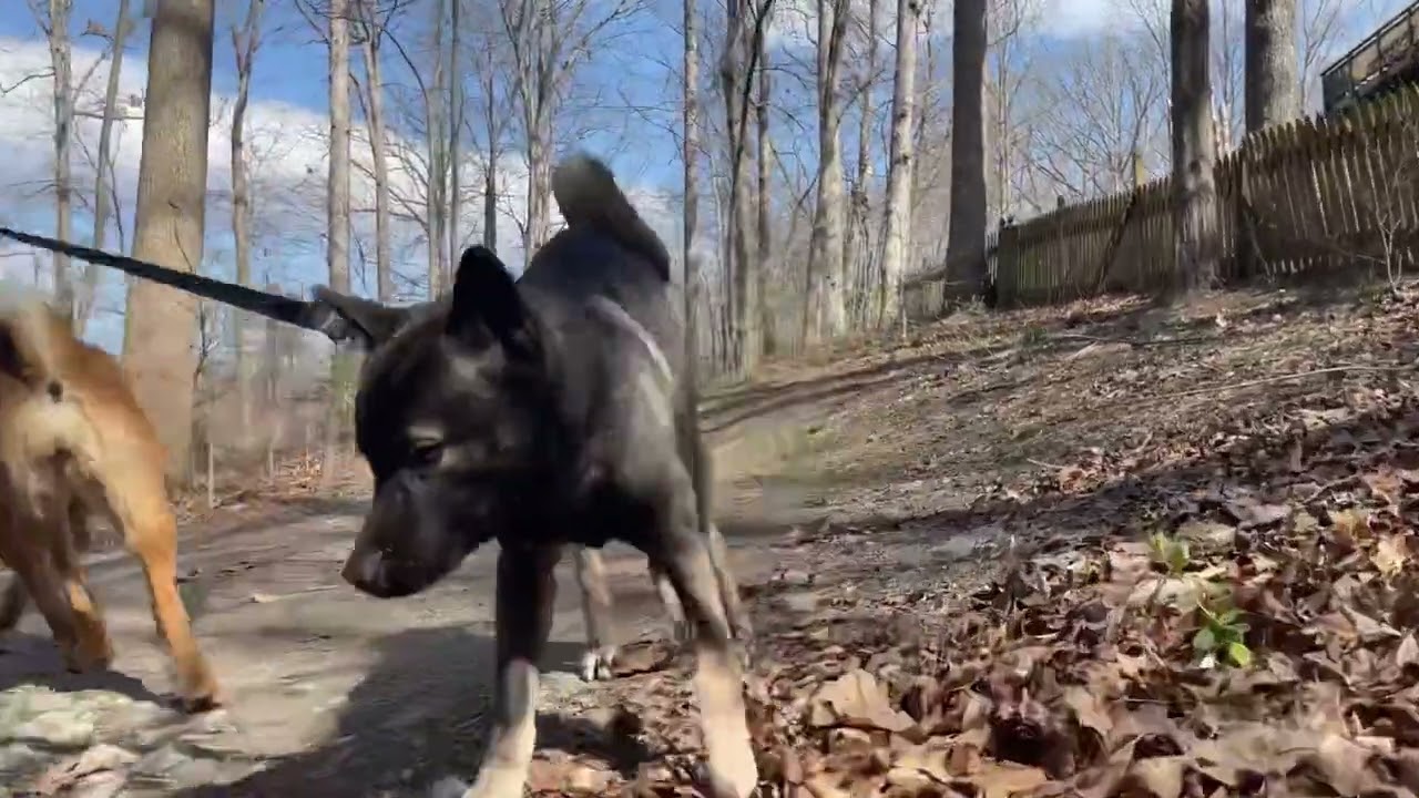 Rare color dog walk Lake Ridge Marina Korean Dogs Dangun and Yeou 단군 & 여우 진돗개 희귀 한 종류 흙구 재구 황구