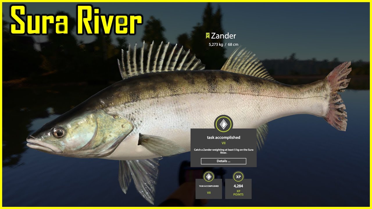 Zander Sandacz SURA RIVER Russian Fishing 4 - RF4 SPOT