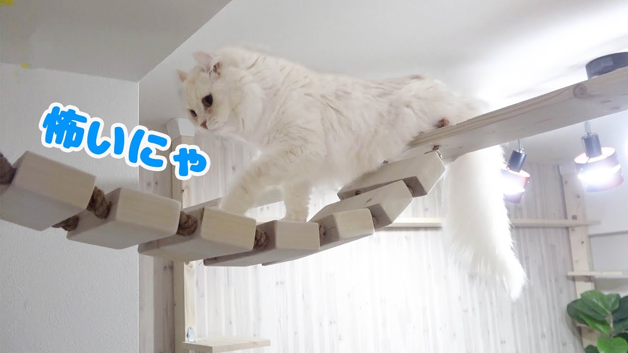 マロンが初めて吊り橋を使ってくれました。