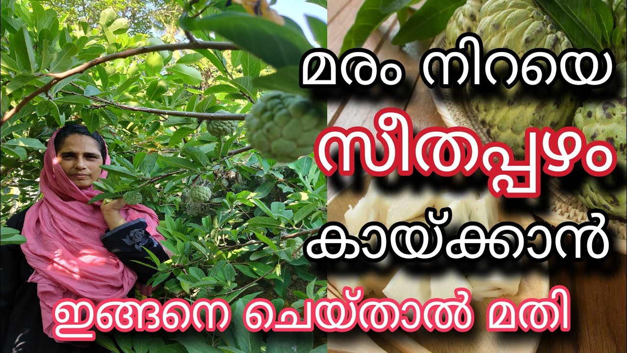 സീതപ്പഴം മരം നിറയെ കായ്ക്കാൻ ഇങ്ങനെ ചെയ്താൽ മതി | Custard Apple Farming Tips | Seethapazham