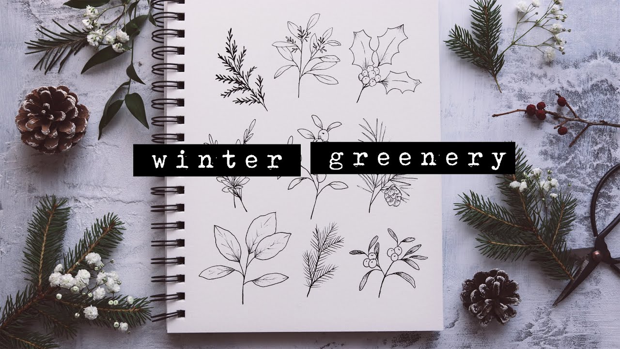 How to Draw Winter Greenery | Holly, Eucalyptus, Cedar, Mistletoe