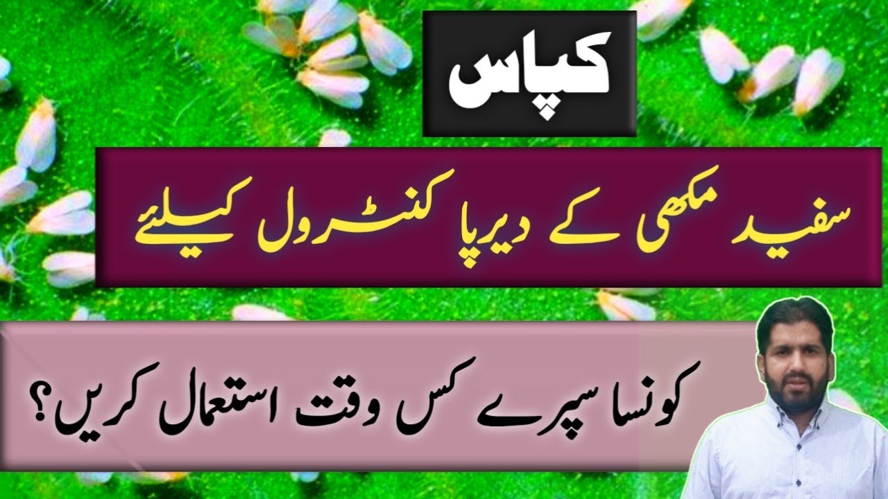 Best control of White Fly in cotton crop | Spray for White Fly control | Kissan Ki Baat
