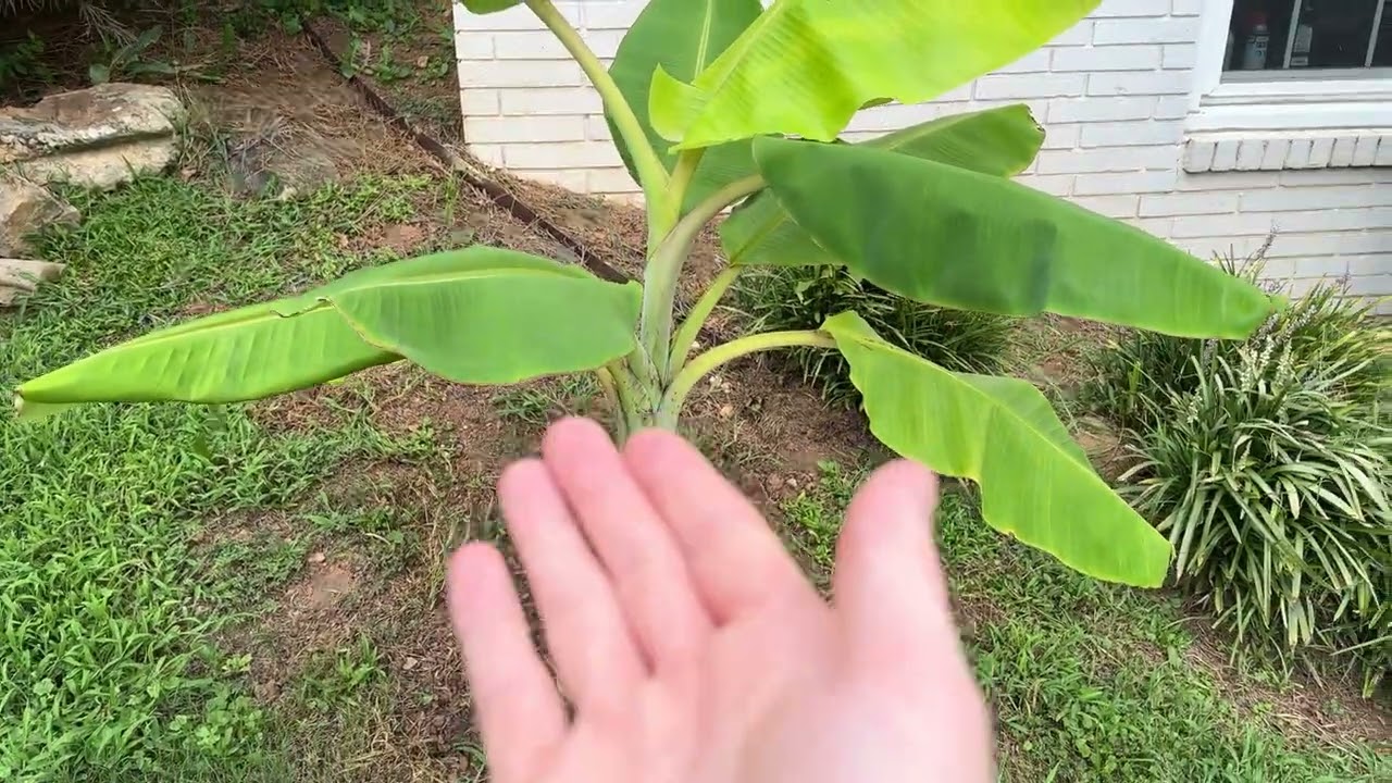 Great Banana Race - 3 Month Update - Dwarf Orinoco Takes Off