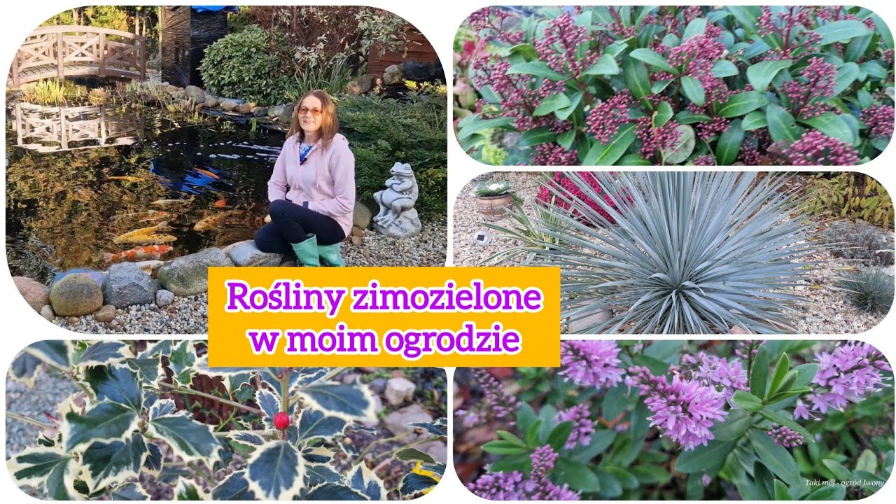 Rośliny zimozielone w moim ogrodzie 😍🌿🌴🍀 12.11.2025  #ogr&oacute;d #roślinyzimozielone #jesieńwogrodzie