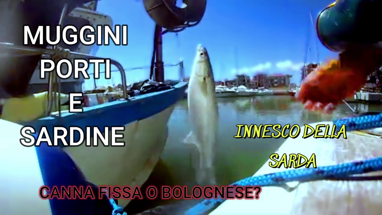 COME PESCARE I CEFALI CON LA SARDINA