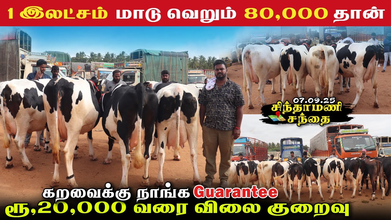 🔥 1இலட்சம் மாடு வெறும் 80000 தான் 20000 வரை விலை குறைவு..!!#ஈரோடுகெளதம்#சிந்தாமணி#karungalpalayam