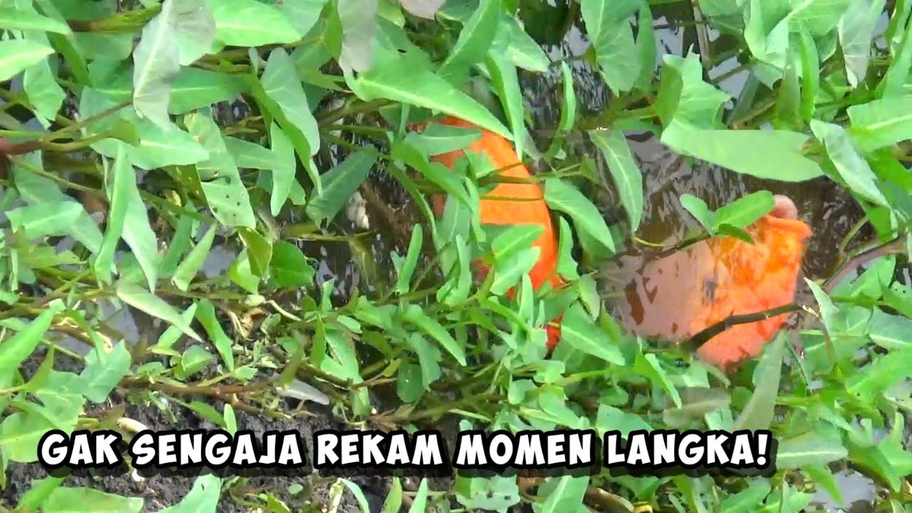 Kejadian langka terekam pemancing! Ikan mas melakukan sesuatu yang tak terduga