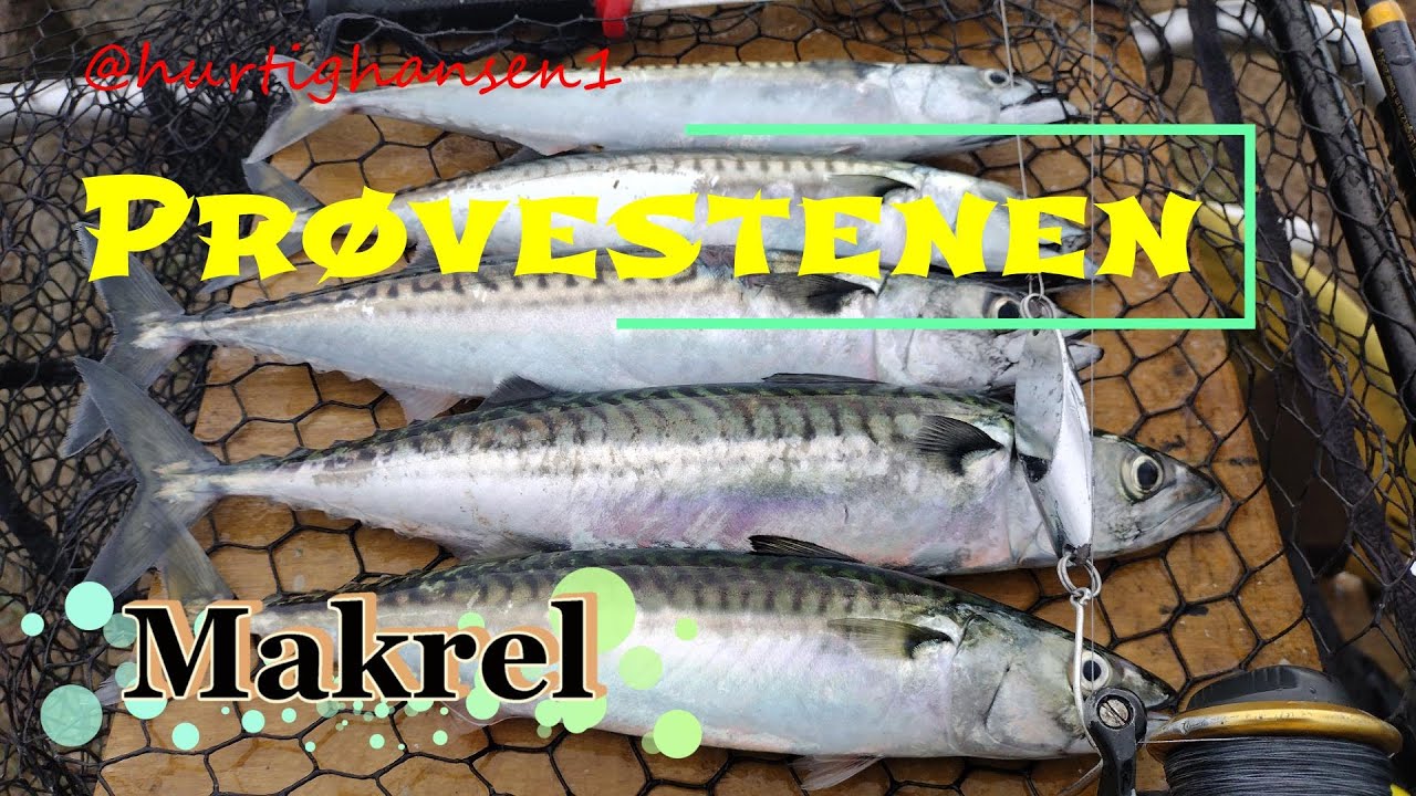 Makrel på prøvestenen 20 juli 2023