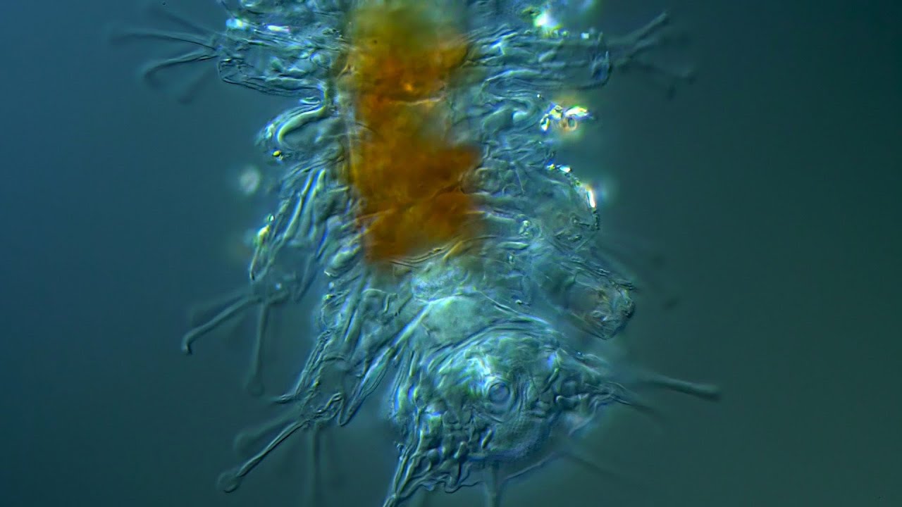 Marine tardigrade: Batillipes