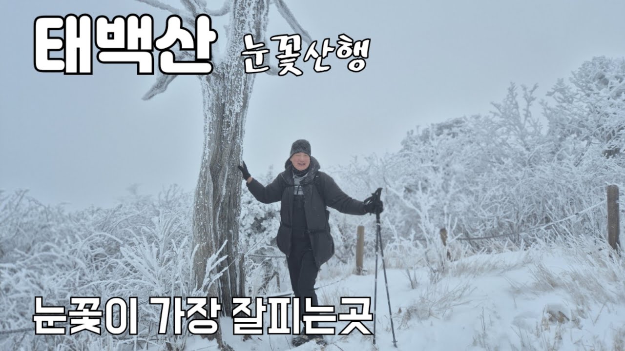 [태백산 눈꽃산행] 전국에서 눈꽃이 가장 잘피는 곳 / 유일사코스 왕복 8km, 3시간 30분 산행 /
